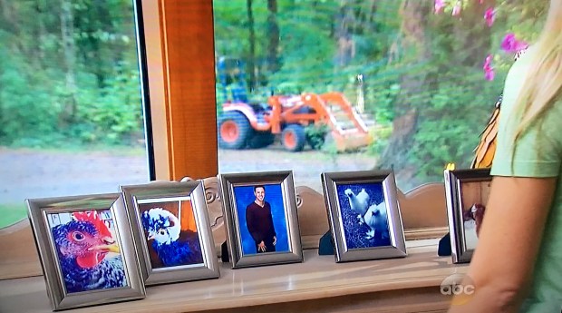 bachelor chicken enthusiast