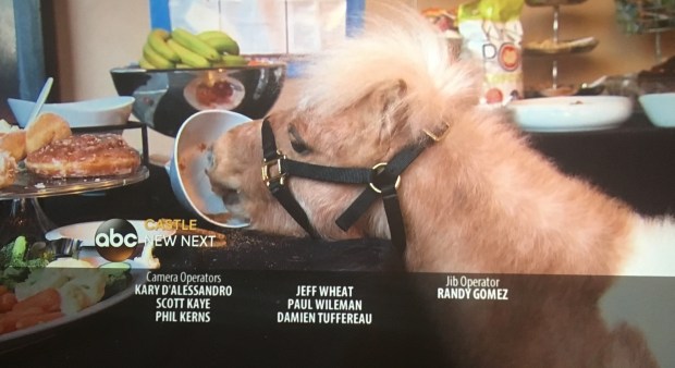 bachelor pony mini horse