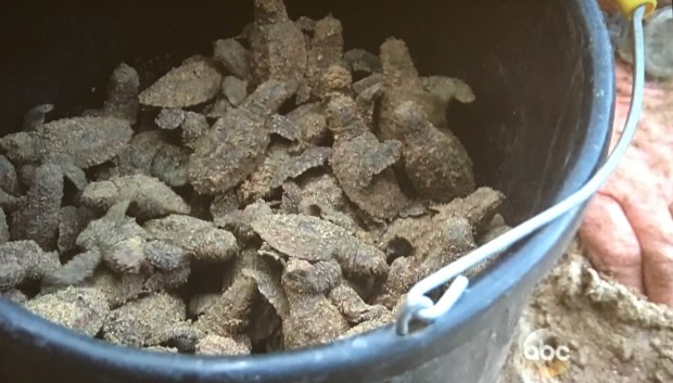 sandy sea turtles cute