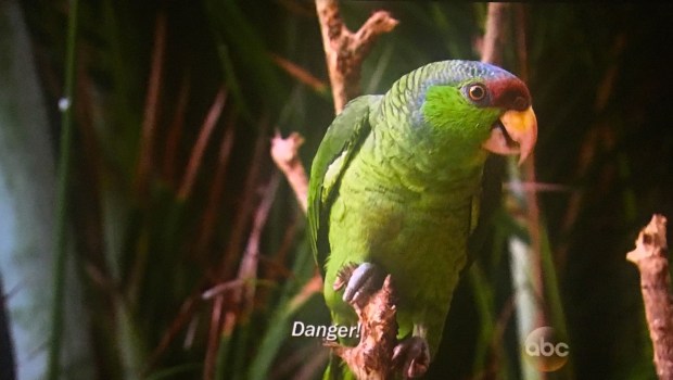 parrot danger bachelor in paradise