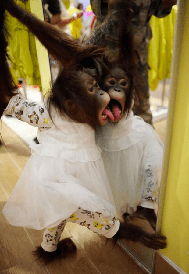 screen-shot-2016-09-21-at-9-08-53-am