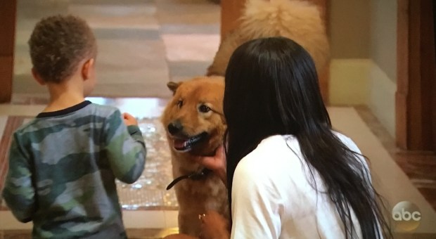 copper rachel dog.JPG