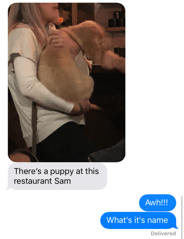 puppy at the restaurant